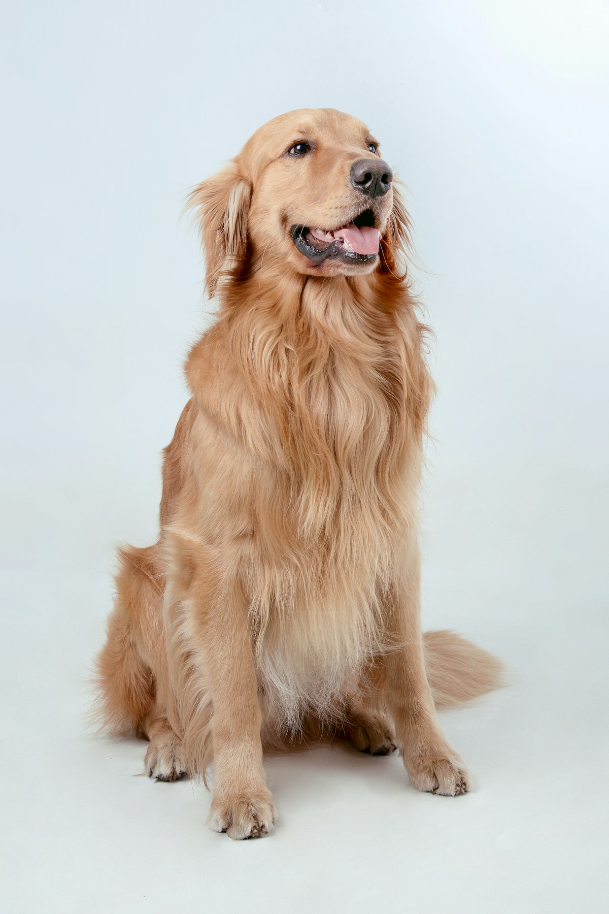 Golden retriever obediente y feliz mirando a cámara