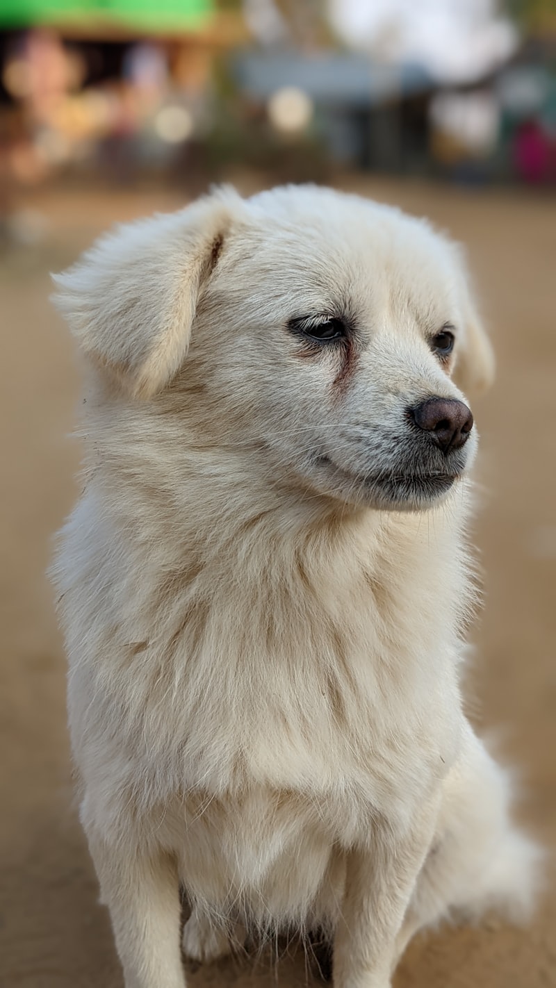 Perro con expresión confusa y triste